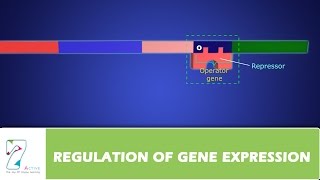 REGULATION OF GENE EXPRESSION PART 2