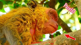 Trillion Pitiful Monkey Wildlife Unbelievable Young Monkey D Ink Paint And Look Most Pathetic