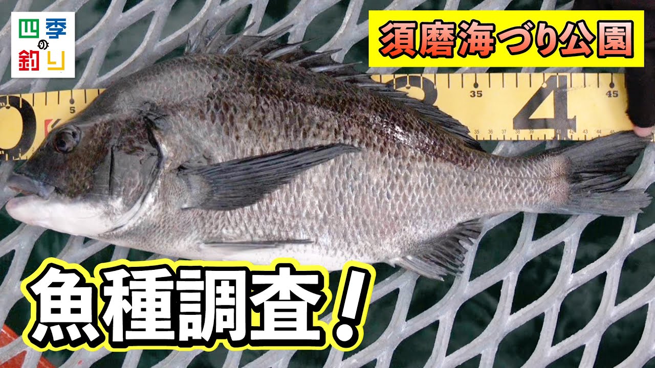 海釣り公園は魚種豊富！手軽にいろんな魚を釣ろう！（四季の釣り/2024年12月20日放送）
