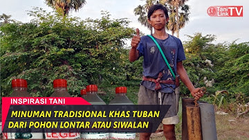 Proses Pembuatan Tuak dan Legen Dari Pohon Lontar atau Siwalan