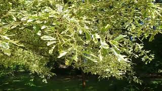 Quercus cerris 'Argenteovariegata' dub slovenský cer