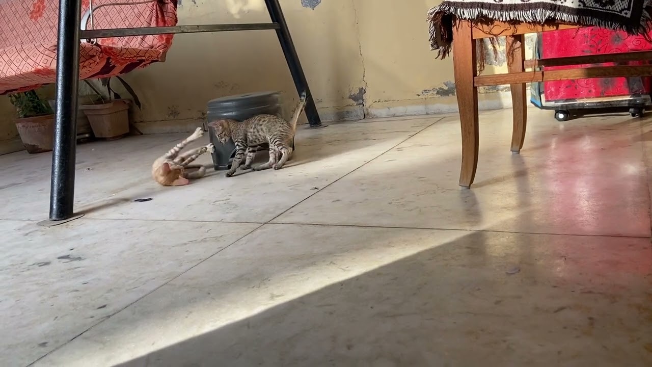 beautiful kittens are playing with table