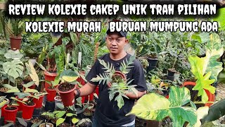 Review Kolexie Cakep Unik Trah Pilihankolexie Murah Meriah Buruan Mumpung Ada