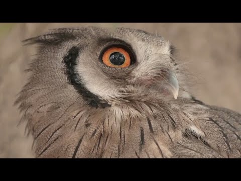 Power Lines Threaten Kenya’s Bird Population, But Drones May Help