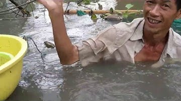 BỒ CÂU NƯỚNG, CÁ KHO SẢ, MÓN ĂN DÂN DÃ - Võ Quang Sơn - Tiền Giang - Miền Tây