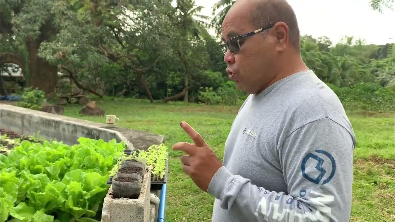 Sweet basil; propagation, harvest, cook and eat YouTube