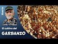 El cultivo del garbanzo en el huerto familiar- Guía completa