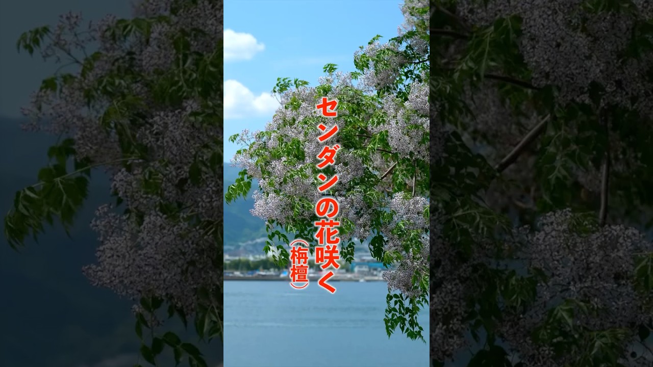 センダンの花咲く#センダン##flowers#花#植物#自然#癒し#花言葉 センダンの花咲く#センダン##flowers#花#植物#自然#癒し#花言葉