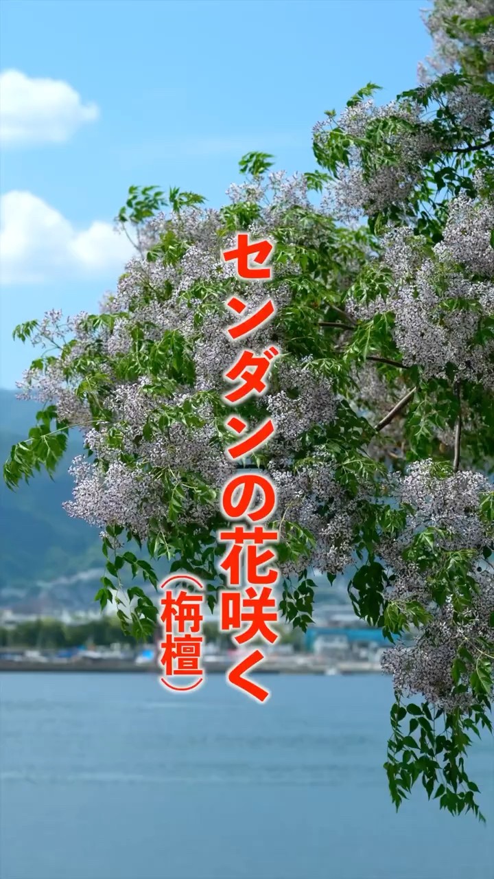 花台　生花などに　センダンの木 センダンの花咲く＃センダン＃#flowers＃花＃植物＃自然＃癒し＃花言葉