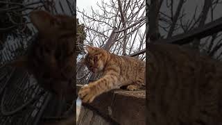 Edirne Kapı Mezarlık Bekçisi 4 🐱