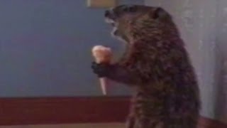 Distriaction: Woodchuck (or groundhog) eats ice cream