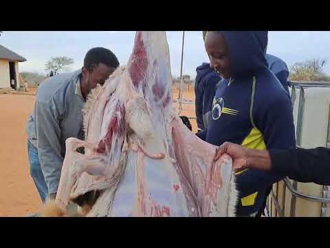 Slaughtering a Goat !African Village girl slaughtering a Goat 🐐@denisfadolo7909