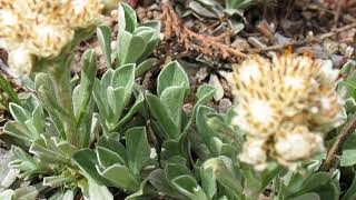 [Wikipedia] Antennaria microphylla