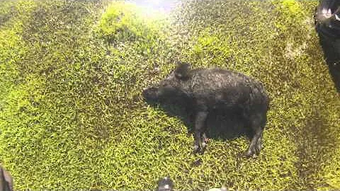 Hog Hunt 2016 Okeechobee Florida