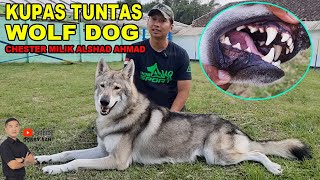 Download Lagu Chester Wolf Dog Milik Alshad Ahmad - Asli Serigala ? MP3
