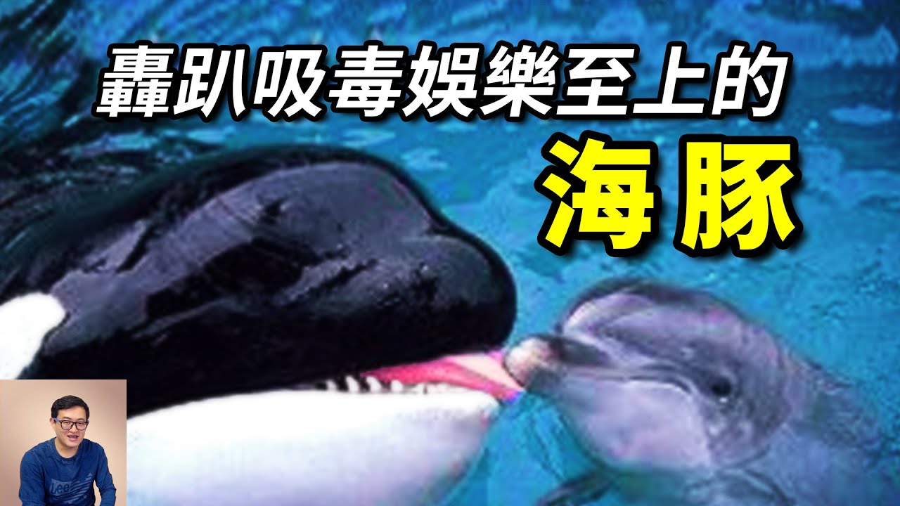 跟虎鯨學衝灘捕獵，跟人類學社交娛樂，把河豚當做零食，海洋裡智商最高的動物——海豚【老肉雜談】#動物 #海洋生物 #野生動物 #海豚 #dolphin