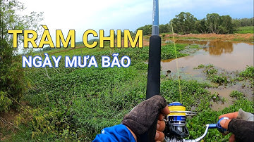 Câu cá lóc Vườn Quốc Gia Tràm Chim (Tập 8). Một ngày bão bùng và lạnh #caloc62-37 #fishingtv62