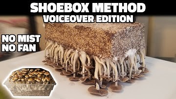 Grow Mushrooms at Home with the Shoebox Tek (Voiceover)