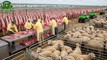 Cách Người Úc Chăn Nuôi Và Chế Biến 500.000 Con Cừu Mỗi Tuần – Quy Mô Khiến Cả Thế Giới Choáng Váng!
