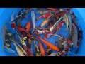 2023 MHO 200 MHO 201 Maruhiro Small Nisai Mix 16 23cm SAMPLE 