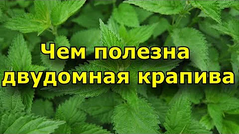 Чем полезна двудомная крапива?