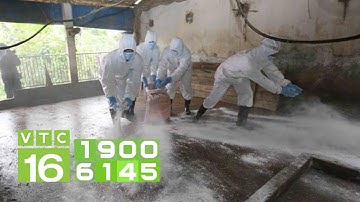 Cách xử lý chuồng lợn để tái đàn sau dịch | VTC16