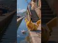 Pikachu Gone Crazy 🤪⚡ Pokémon Shorts😺