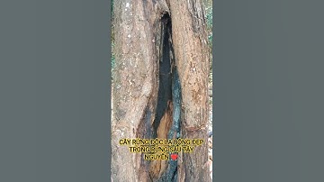 CÂY RỪNG ĐỘC LẠ BỘNG ĐẸP TRONG RỪNG SÂU TÂY NGUYÊN HÙNG VĨ ĐẮK LẮK