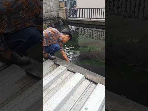 DETIK-DETIK IKAN ARAPAIMA NGAMUK MENYAMBAR MANUSIA 😨😨😨