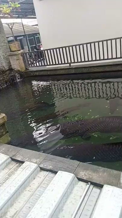 DETIK-DETIK IKAN ARAPAIMA NGAMUK MENYAMBAR MANUSIA 😨😨😨