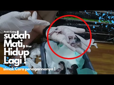 Video: Kematian Awal Di Anak Kucing