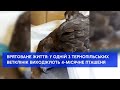 Ветклініка Тернополя виходжує пташеня, якому 4 місяці