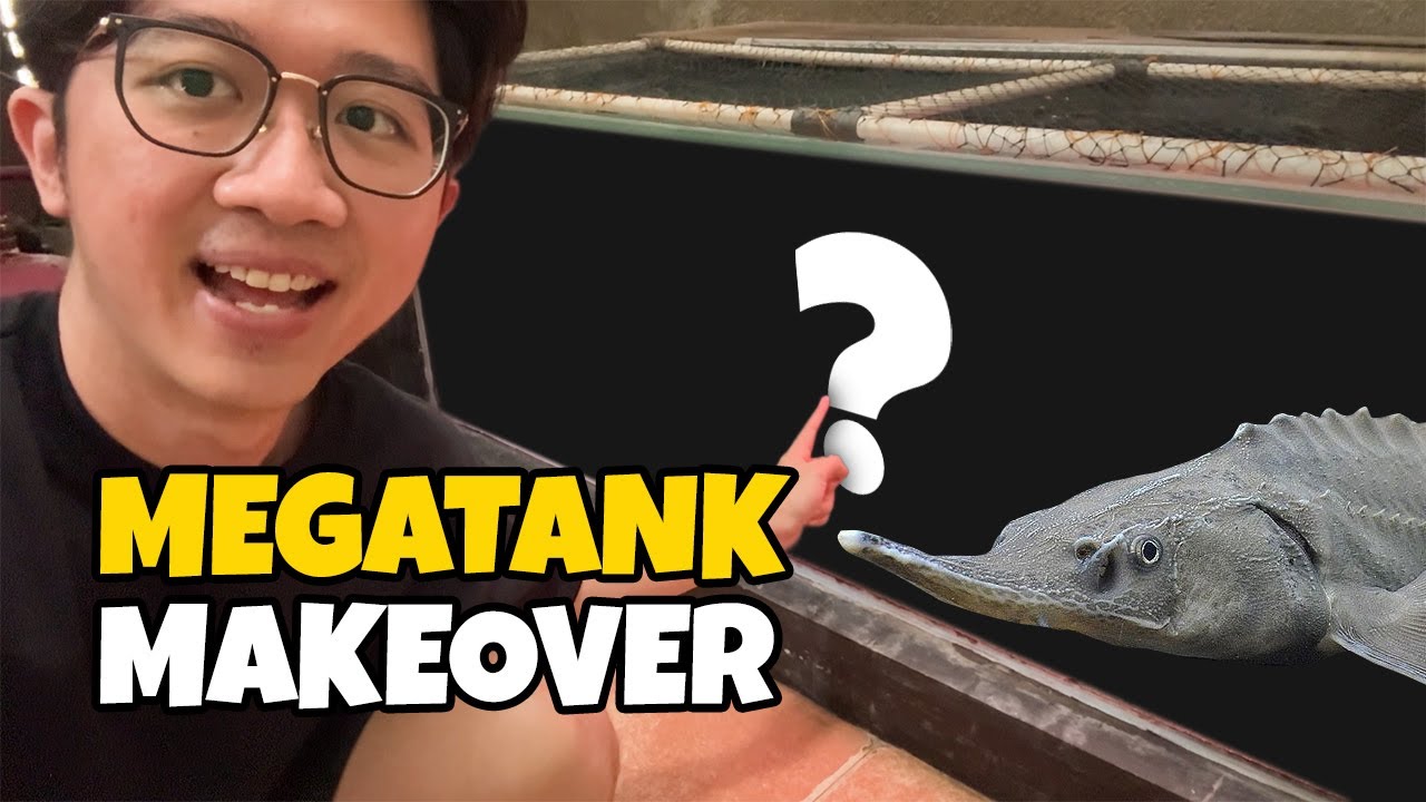 Rombak Kolam Ikan Dimandorin ChatGPT | Part 1