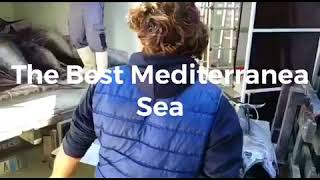 Sicilian Tuna