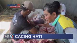 WASPADA CACING HATI BANYAK DITEMUKAN DI HEWAN KURBAN KENDAL