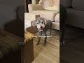 how to eye contact, an example 🐶