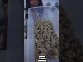 Canna Clinic In Negril Jamaica Weed Gas Cannabis Canna Clinic In Negril Jamaica Weed Gas Cannabis