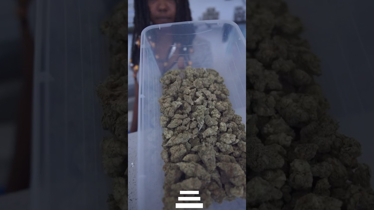 Canna clinic in Negril Jamaica 