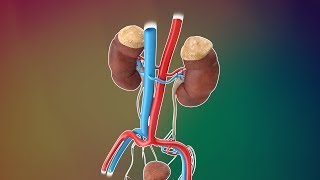 Top 5 Habits That Can Harm Your Kidneys