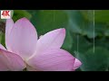 💧[4K] 늦여름 연못에 핀 연분홍 연꽃 위로 내리는 빗소리 ASMR . 잠들때 듣기 편한 빗소리