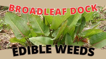 Edible Weed BROADLEAF DOCK: Food Foraging! (Rumex obtusifolius)