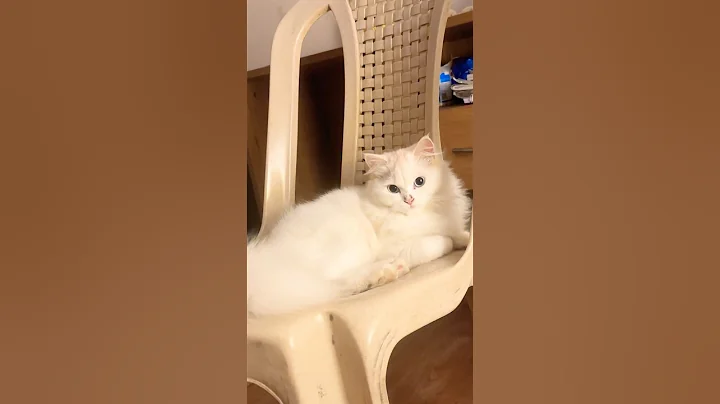 Video 10874461: cat snow, cutest kitty, white kitty, cat meets, funnycats