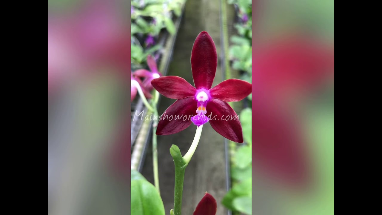 Phal. bastianii (full red) - YouTube