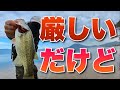 冬だけど頑張って釣りに行ってるけど・・・ #琵琶湖 #バス釣り #バスフィッシング #冬