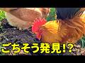 土を耕したら…ニワトリ達が大喜び！夢中で虫を探し始めました　389話目