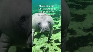Gentle Giants of the Sea #manatees #facts