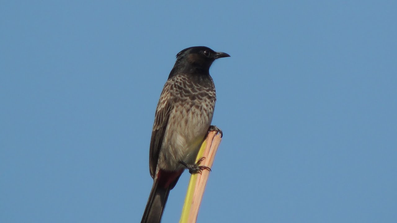 Red vented bulbul chirp