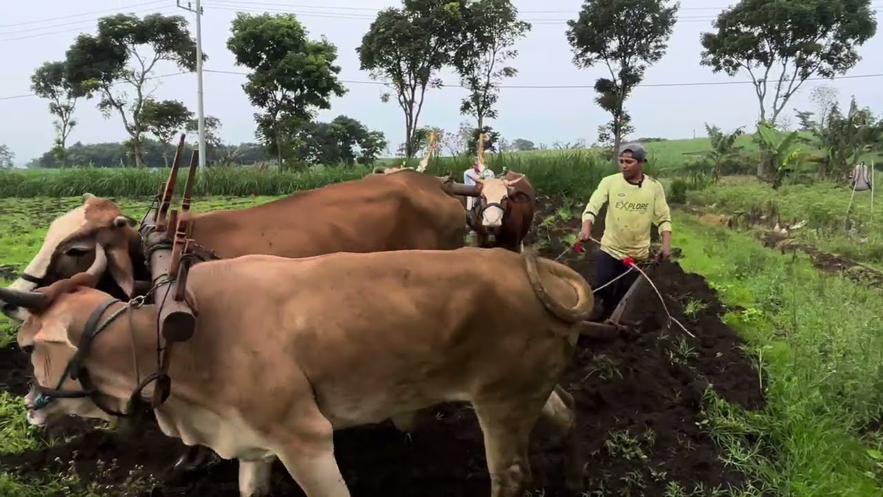 KANG HAMDI DAN KANG KOMENG #salamsatusingkal 