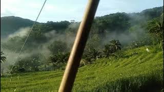 story wa sawah keren, pesona alam indah