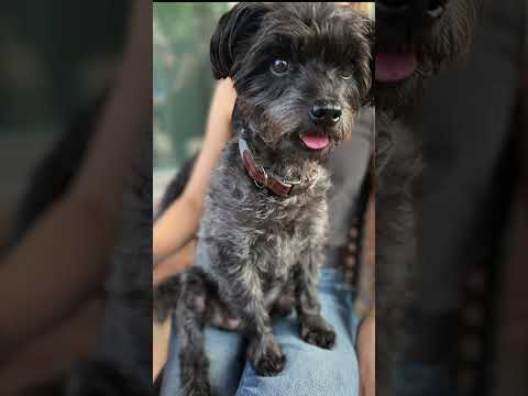 Video: Qué esperar al adoptar un perro de rescate de Puppy Mill